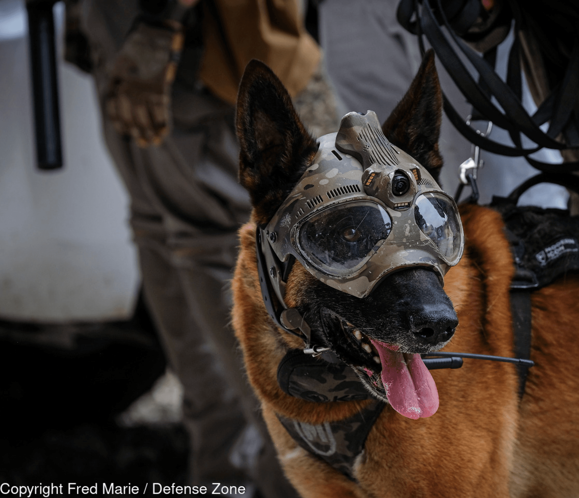 Chien militaire.